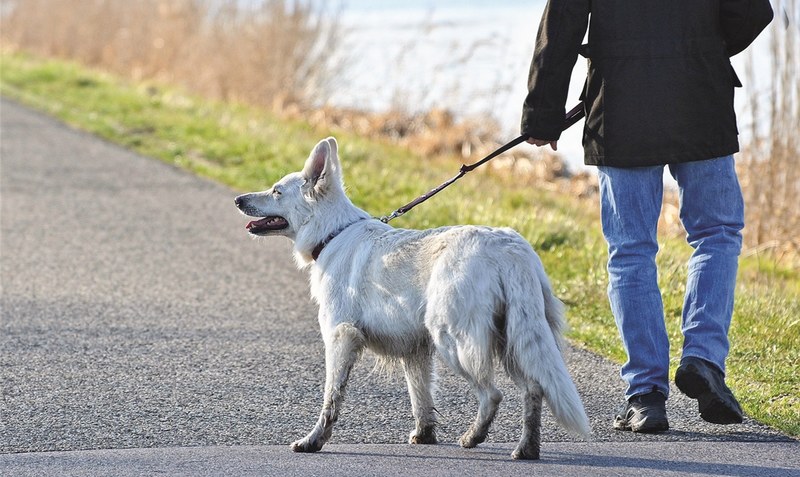Bis zum 15. Juli müssen Hundehalter ihre vierbeinigen Freunde in der freien Landschaft wieder an die Leine nehmen.Foto: Pixabay