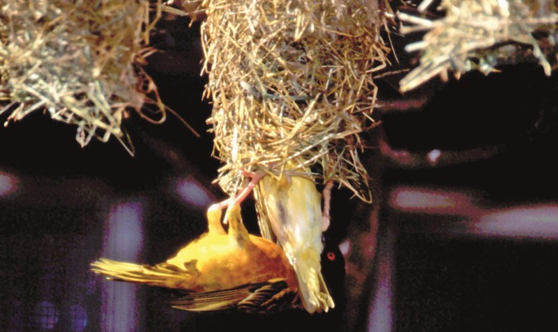 Der Webervogel geht auf Nummer sicher: Um dem Weibchen zu imponieren, baut das Männchen gleich mehrere Nester. Foto: Weltvogelpark
