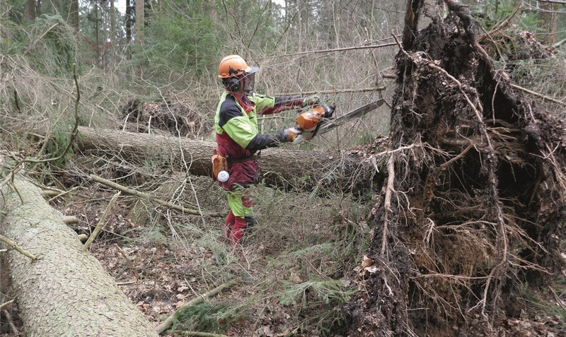 Sturmschädenbeseitigung im Wald ist eine besonders unfallträchtige Tätigkeit für Forstwirte und Waldarbeiter. Foto: Sierk / Niedersächsische Landesforsten