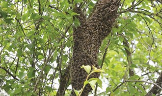 Ein Bienenschwarm im Zwetschenbaum.Foto: Anke Weber