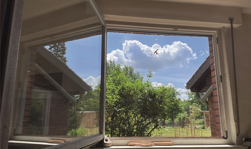 Schwalbenbesuch vor dem Fenster. Foto: Weber