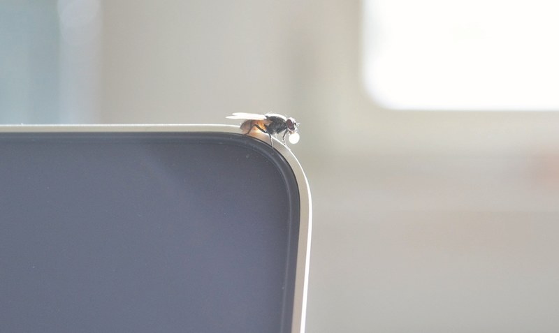 Tierische Klimaanlage: Eine Fliege mit Tropfen vor dem Mund. Foto: Weber