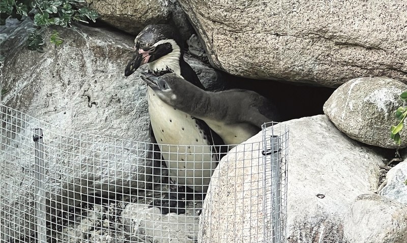 Ein einfacher kleiner Zaun - und schon gibt es für die Pinguinfamilie keinen Ärger mehr mit den Nachbarn. Foto: Weltvogelpark Walsrode