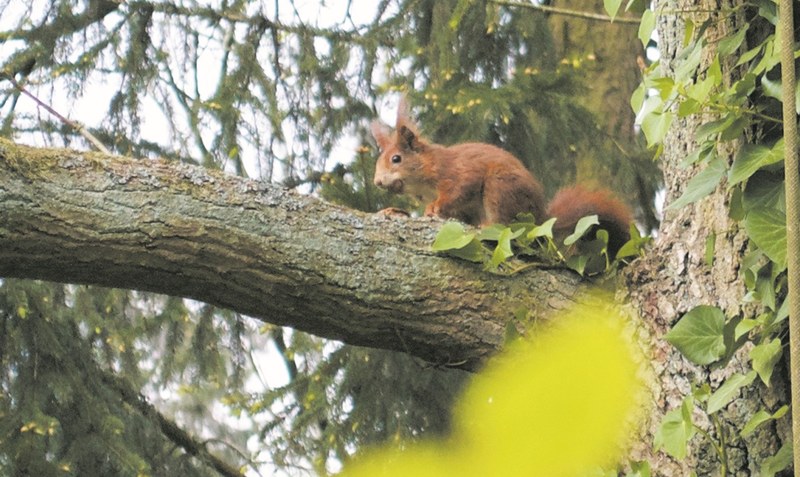 Endlich mal für ein Foto erwischt: Das Eichhörnchen macht es sich im Baum bequem. Foto: Weber