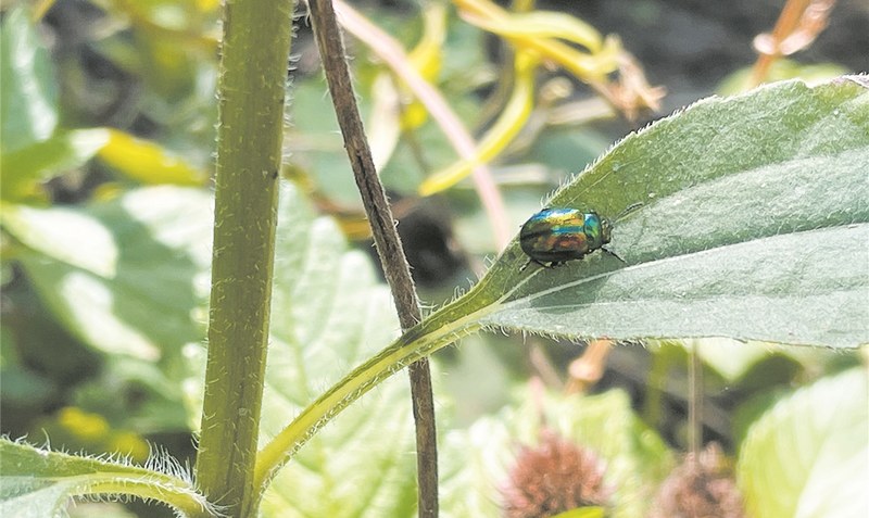 Wie das hübsche Tierchen wohl heißt: ein metallisch glänzender Käfer im Garten. Foto: Weber