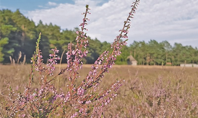Auch Leserin Christa Willenbockel aus Krelingen hat ein Blick für die lilafarbene Pracht in der Region. Sie fotografierte die Heide und schickte das Bild an die Redaktion. Foto:Christa Willenbockel