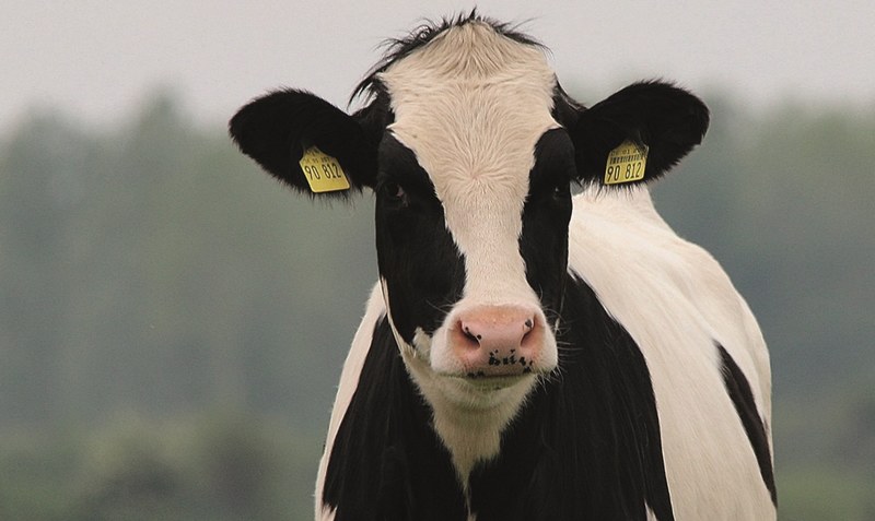 Bei den Rindern verzeichneten die Tierzahlen der Genossenschaft 2021 ein leichtes Minus. Foto: Pixabay