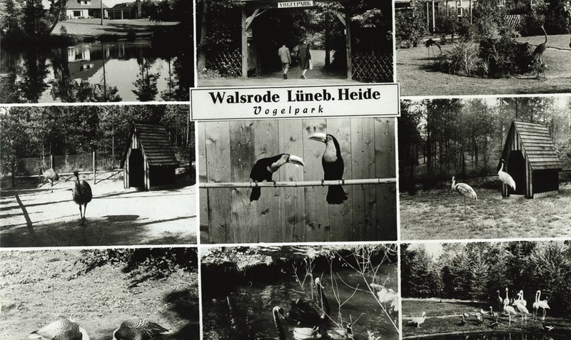 Nur auf Bildern schwarz-weiß: Der Weltvogelpark bietet Besuchern ein bunt gefiedertes Erlebnis. Foto: Weltvogelpark Walsrode