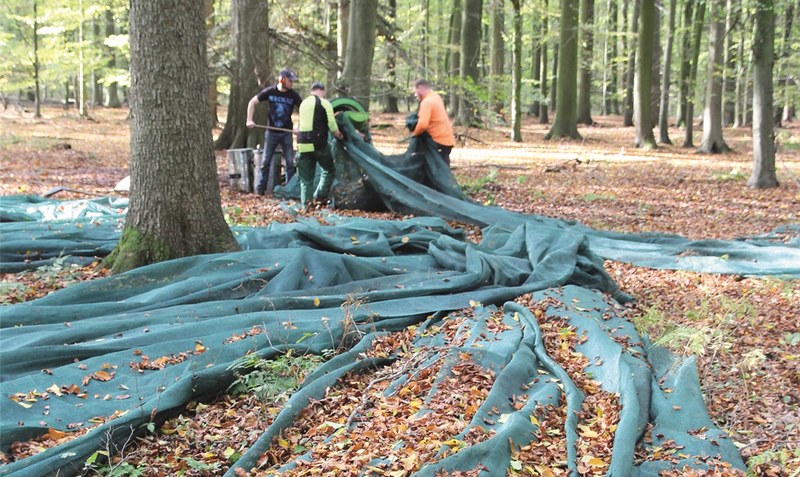 Handarbeit: Um die Bucheckern aufzufangen, werden große Netze unter den ausgewählten Bäumen ausgelegt. Foto: Landesforsten