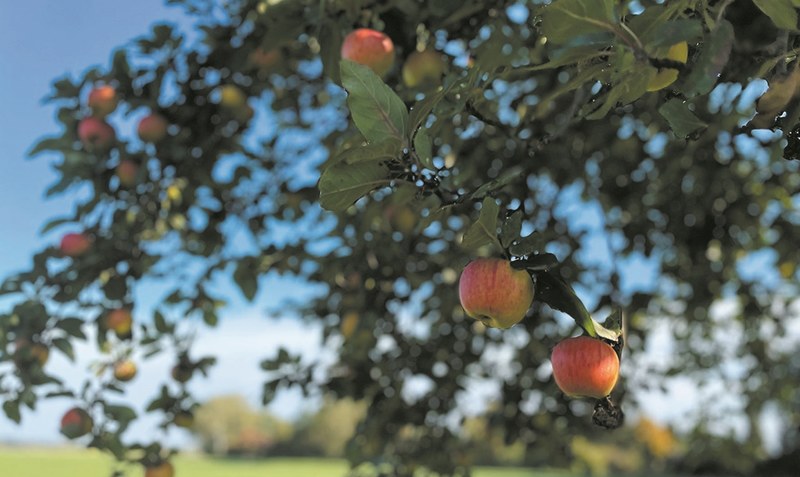Mitten im Oktober: Der Goldene Herbst hat begonnen - und mit ihm die Zeit der Apfelernte. Foto: Weber