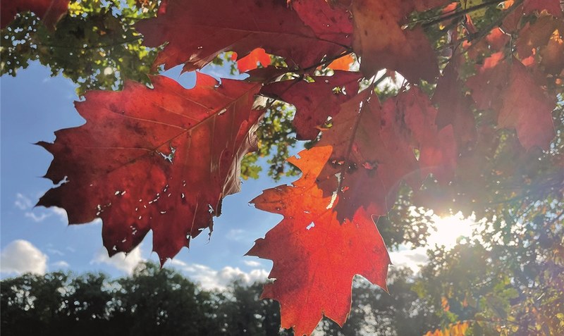 Farbe und Wärme im Herbst: Die warmrot leuchtenden Blätter im goldenen Oktober lassen das Gemüt aufleben. Foto: Weber