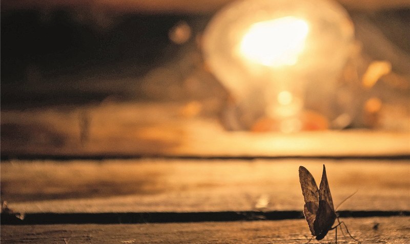 Irritiert von künstlichem Licht: Allzu viel Straßenbeleuchtung wirke “auf einige Tierarten wie Barrieren oder tödliche Irrlichter”, heißt es im Antrag der Bad Fallingbosteler Ratsfraktion Bündnis 90/Die Grünen auf weniger Beleuchtung in Parks. Foto: Andrew pixabay