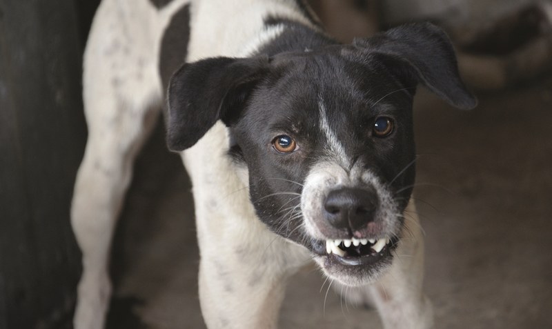 Aggressiver Hund, fahrlässiger Halter: Am Walsroder Amtsgericht ist am Mittwoch ein Mann zu einer Haftstrafe verurteilt worden, weil sein Hund einen Nachbarn verletzt hat. Symbolfoto: pixabay