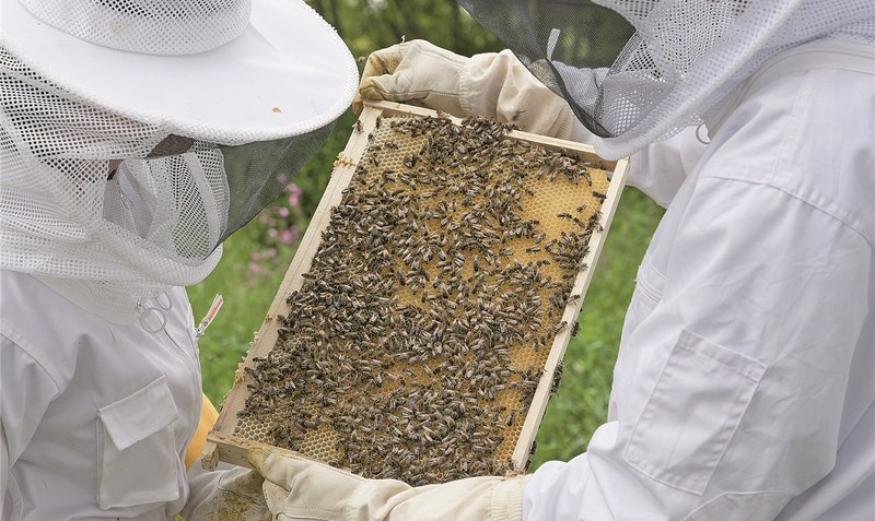 Honig in Eigenregie: Neu im Programm sind beispielsweise Kurse rund um die Bienenhaltung - in Theorie und Praxis. Foto: Thomas Völcker/pixabay.de