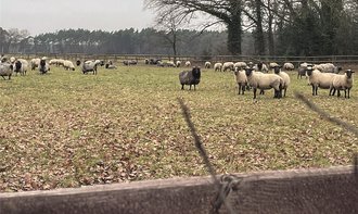 Sobald alles abgegrast ist, geht es weiter: Schafe auf der Winterweide. Foto: Weber