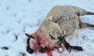 Kehlbiss: Die Schafe wurden nach ersten Einsch&Atilde;&curren;tzungen von einem Wolf get&Atilde;&para;tet. Foto: privat