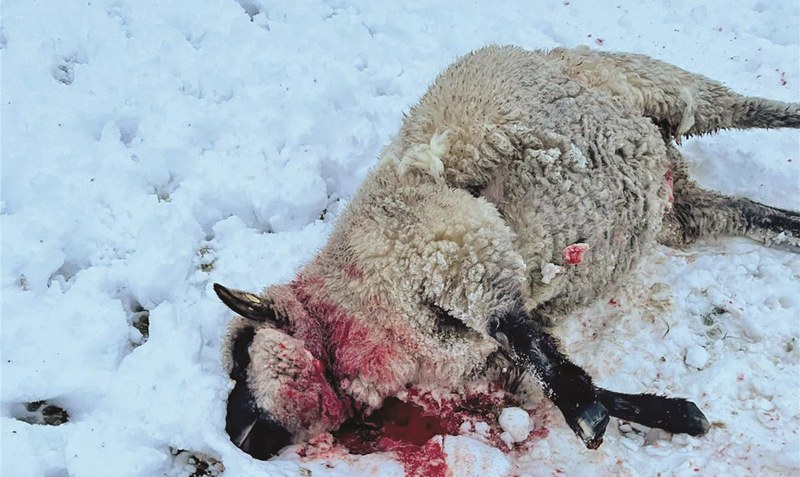 Kehlbiss: Die Schafe wurden nach ersten Einschätzungen von einem Wolf getötet. Foto: privat
