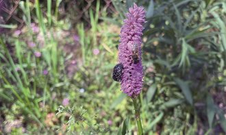 Insekten-Zählen: Trauer-Rosenkäfer und Biene teilen sich eine Blüte. Foto: Anke Weber