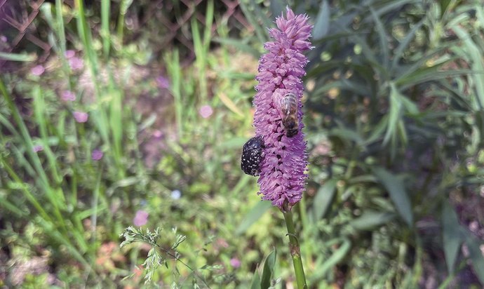 Insekten-Zählen: Trauer-Rosenkäfer und Biene teilen sich eine Blüte. Foto: Anke Weber