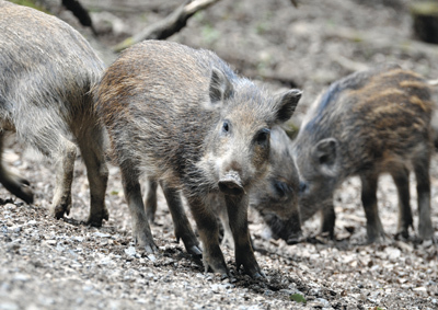 Inzwischen vermehren sich schon junge Wildschweine, der Bestand wächst – und kommt der Landwirtschaft immer häufiger ins Gehege. (Foto: Treiber / pixelio)