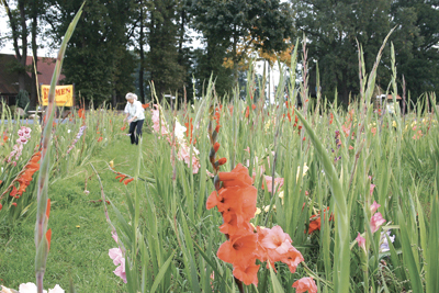 Zum Selbstpflücken: Meterhohe Gladiolen auf einem Feld bei Grethem.